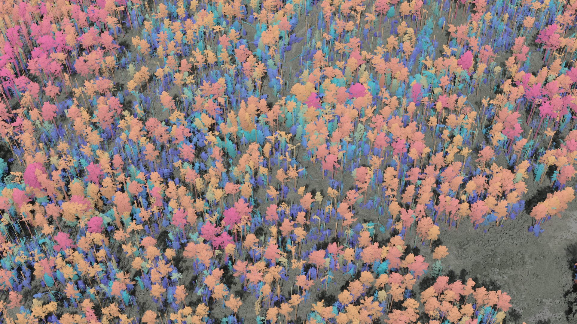 Aerial view of the stand with each tree coloured by modeled carbon