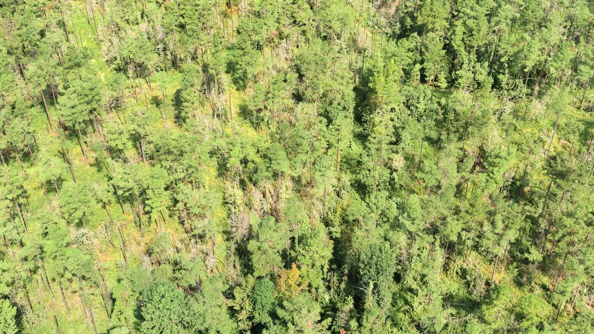 The forest stand at the start of a continuous camera survey