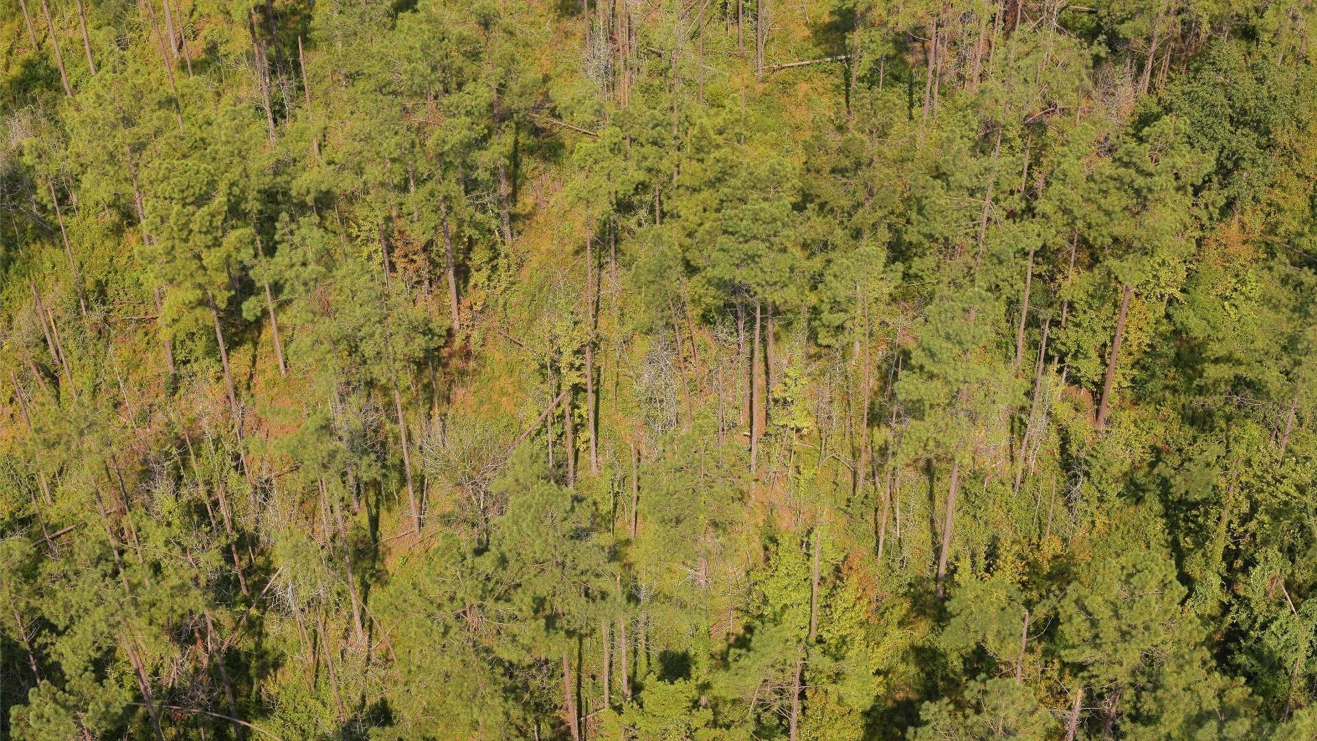 A drone photograph of the pine canopy